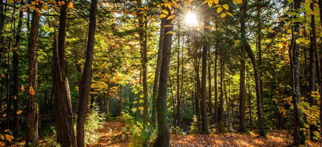 🌿 Les tendances écoresponsables dans l’industrie du meuble : vers un intérieur plus durable